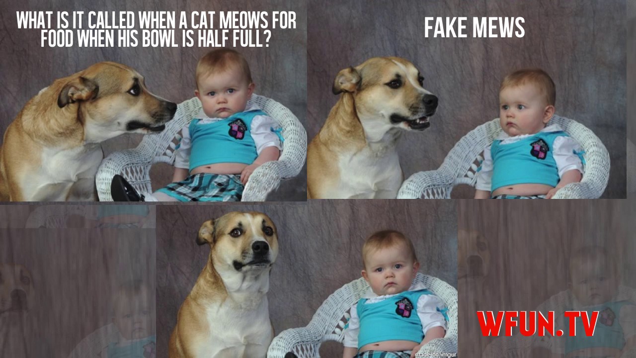 dad joke dog meme volume 10 youtube maxresdefault dad joke dog meme volume 10 youtube,Dog Dad Meme