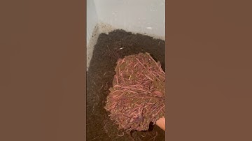 #shorts giao trùn quế giống đêm khuya cho khách ở Cần Đước, Long An