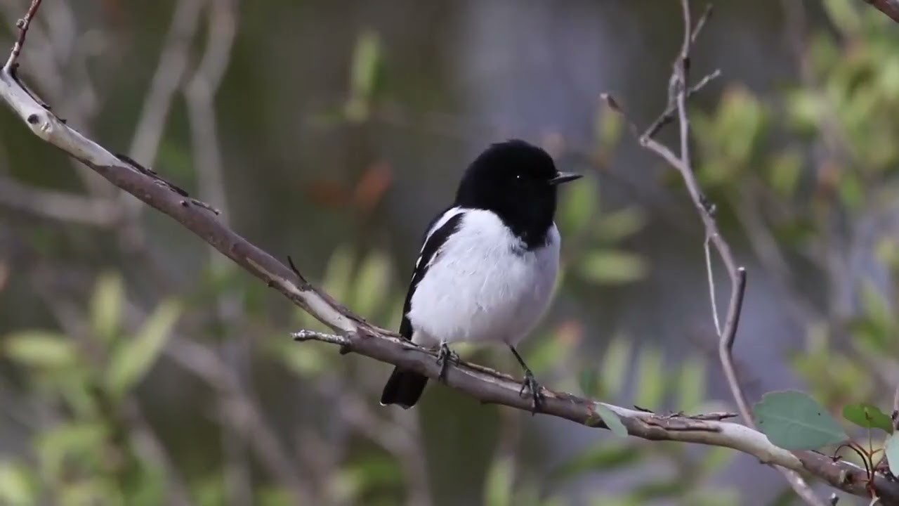 Hooded Robin (Melanodryas cucullata)