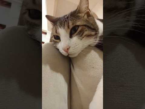 Kedim benden daha dertli çıktı (; #kedi #cat #ağlamabenağlarım #fypシ #dertlivideolar #sorry #shorts