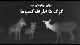 ورود گرگها به جزایر دریاچه ارومیه