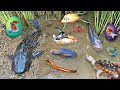 Serok ikan hias warna-warni, ikan koi, ikan mas koki lucu, ikan komet ,ikan gurami, kura-kura brazil