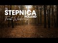 Stepnica, Poland Autumn in the forest | Autumn in central Europe | Forest walks.