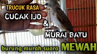 TRUCUK ISIAN CUCAK IJO DAN MURAI BATU