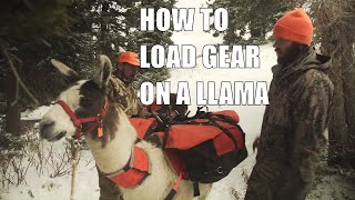 How To Load Gear On A Llama For A Backcountry Hunt