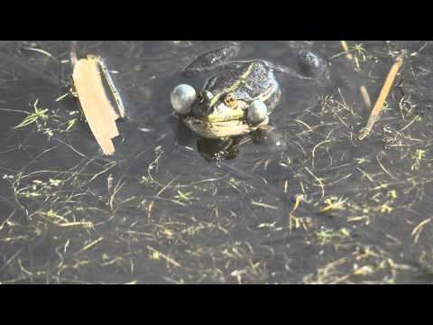 Marsh Frog Blowing on Bubble Gum at RSPB Rainham Marshes