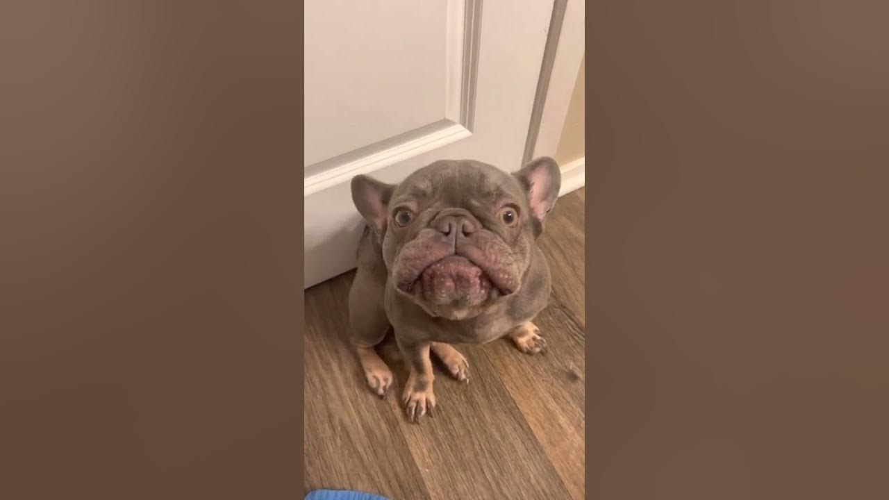 What it s like to own a french bulldog youtube