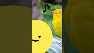 Pitivi🐤🐤🐤🐤🐥🐥🐥🐥