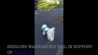 Riesling Wagging His Tail For The Asista Bright Horizons Virtual 5K10K