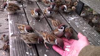 My eye is on the sparrow. 　Sparrows are eating foods from my hand  手から餌を食む雀