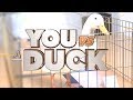 Can You Beat a Duck in a Trivia Game?