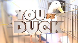 Can You Beat a Duck in a Trivia Game?