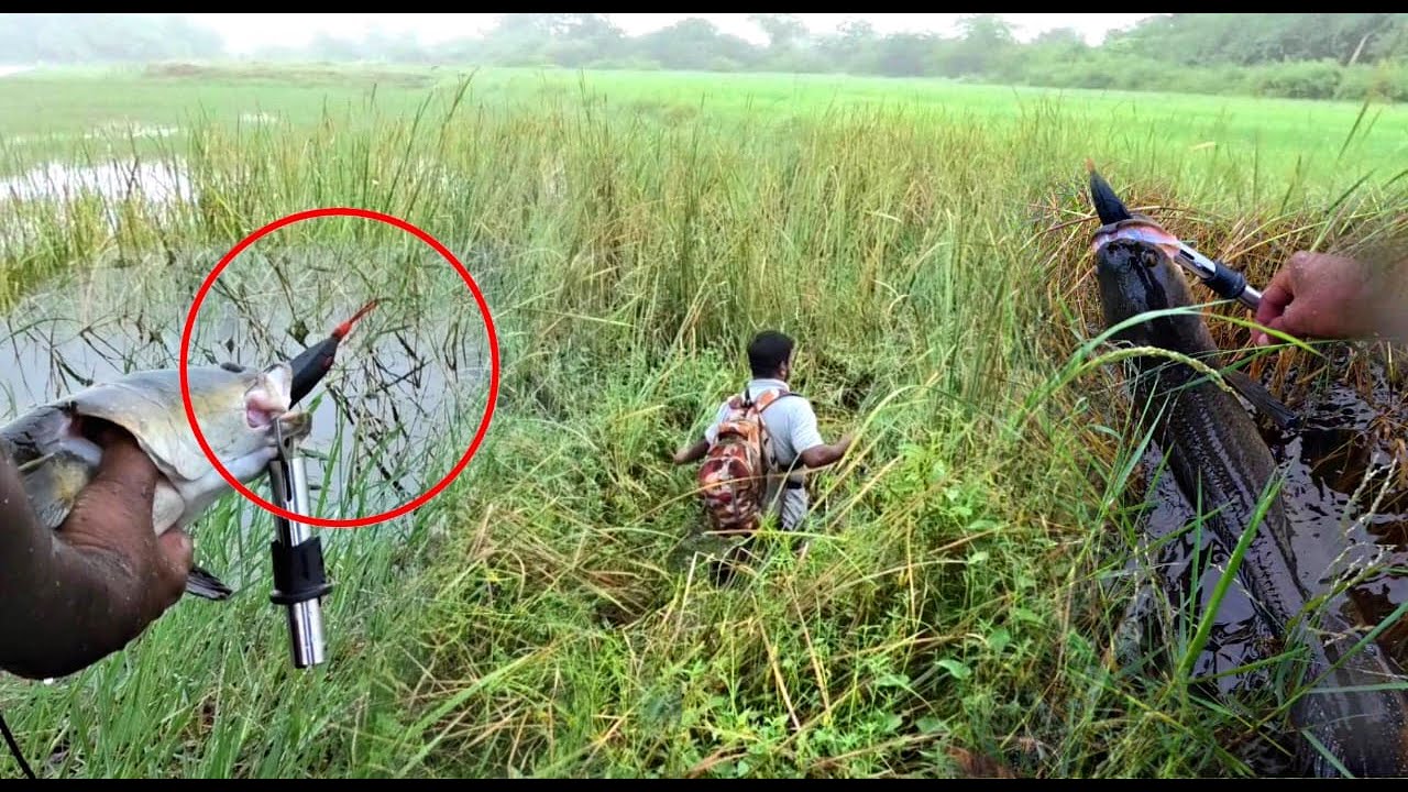 RECORD SIZE SNAKEHEADS FISHING INDIA LIVE ATTACK రెడీ టూ వార్  మామ bros