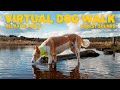 Dog TV for Dogs 🐕 Virtual Dog Walk in the Forest 🌲 Calming Music for Dogs