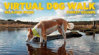 Dog TV for Dogs  Virtual Dog Walk in the Forest  Calming Music for Dogs