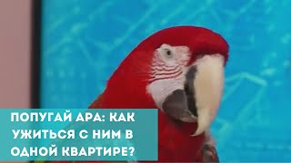 Попугай ара: как ужиться с ним в одной квартире?