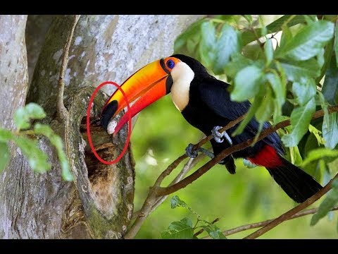 Chim Toucan và cái mỏ dài bất thường của nó