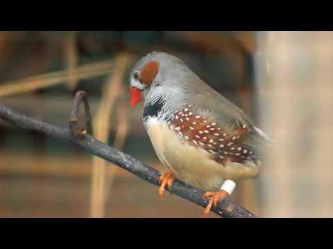 Australia Clowns Of The Forest Youtube