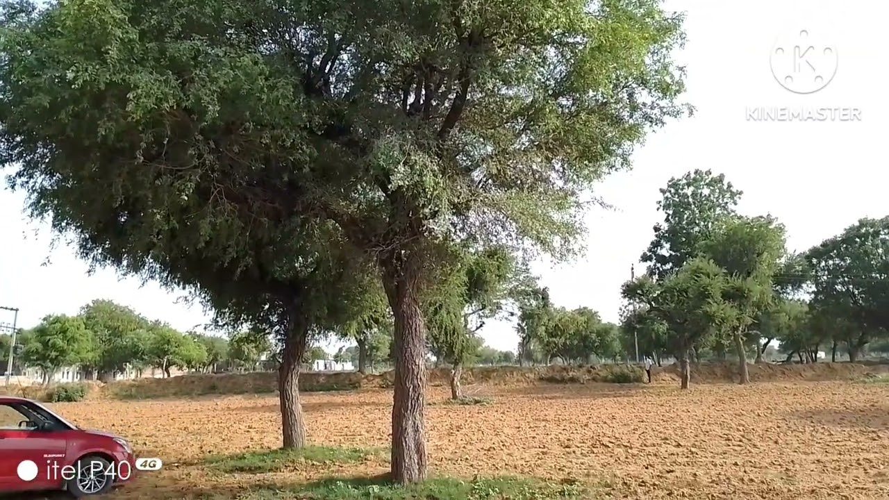 Rajasthan ka important tree 🌲