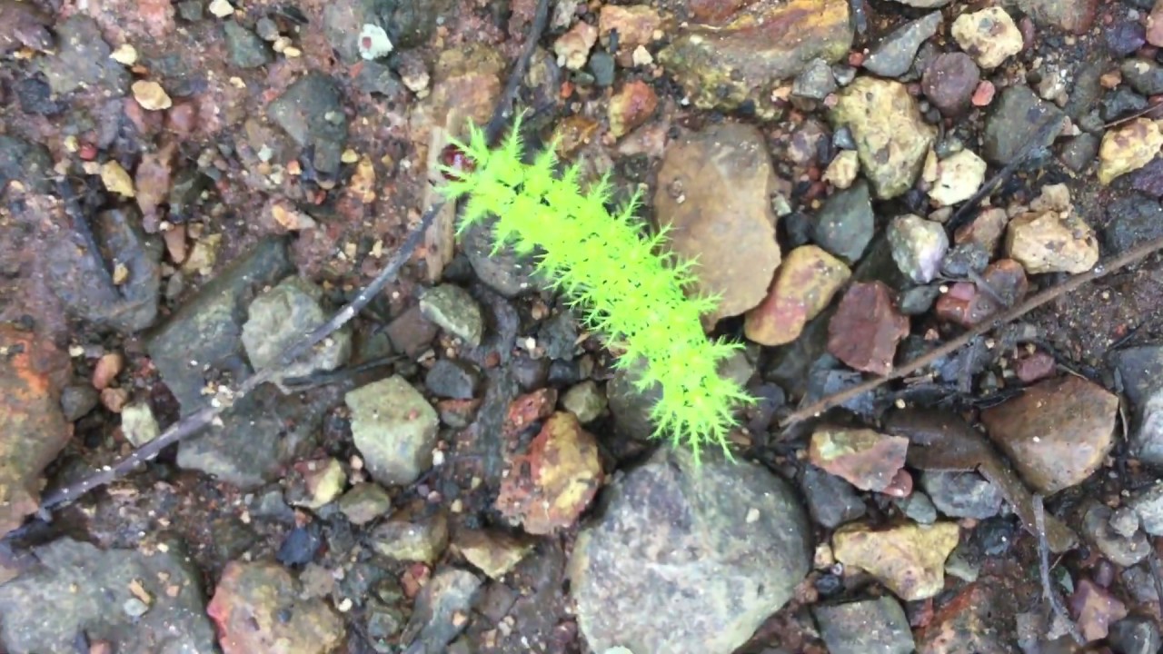 Green fuzzy caterpillar! YouTube