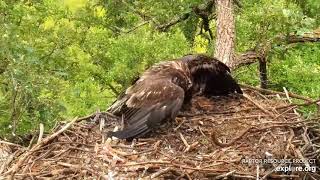 Decorah North Mr North brought a duckling  🦅  let the battle begin (explore.org 07 08 2021)