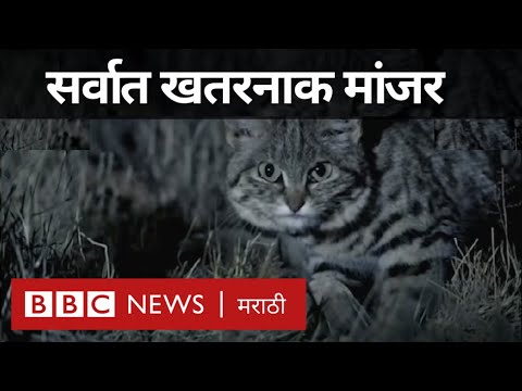 World&rsquo;s Deadliest Cat : सर्वात खतरनाक मांजर (BBC News Marathi)