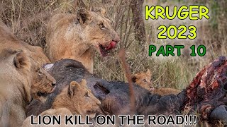 Kruger 2023 Part 10 - Lion Kill, Leopards and more...