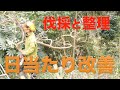 【伐採】不要な木を整理して柚子の木に日が当たるようにしてみました