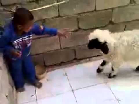 küçük çocuk koyun amatör komik videolar amateur funny videos