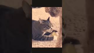 funny cat compilation