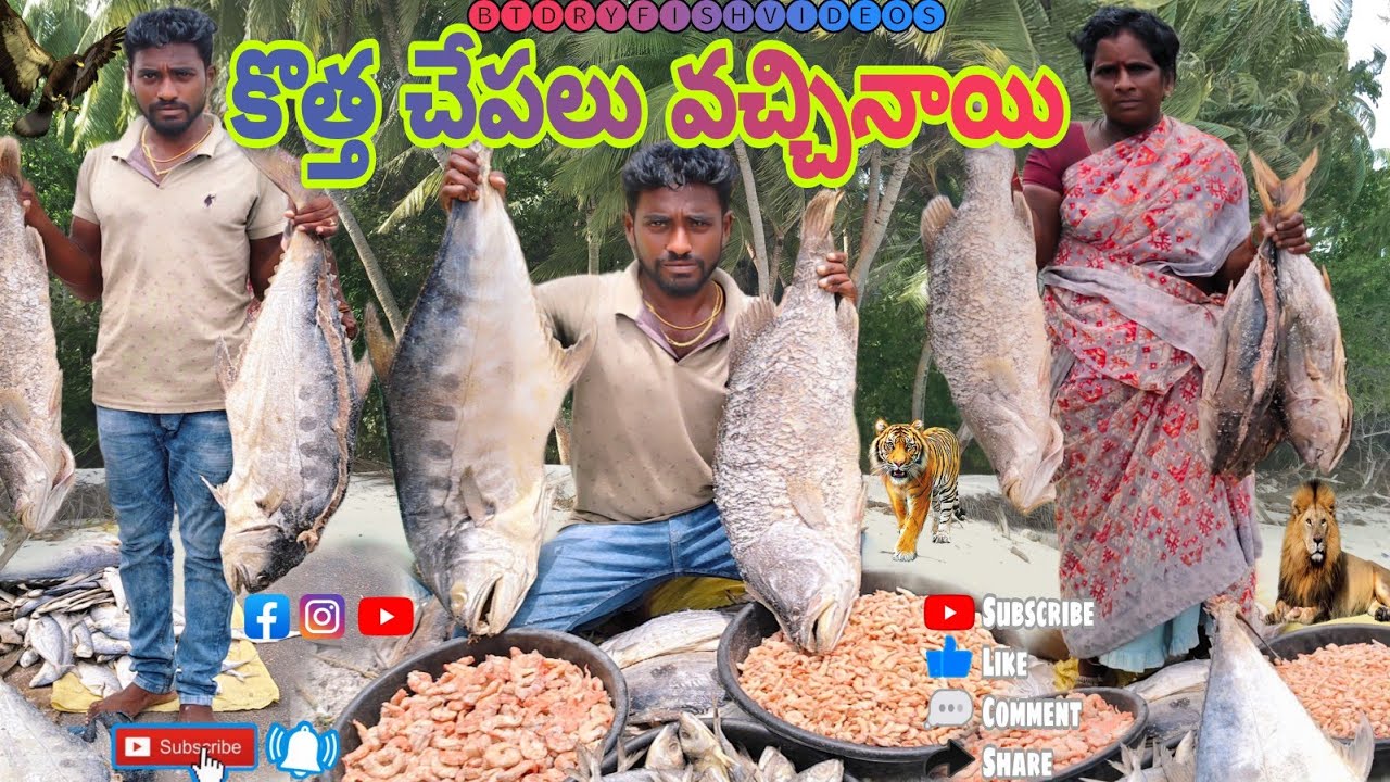 కొత్త చేపలు వచ్చినాయి 