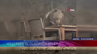 Ayi, Masaya Oturup Yemek Bekledi̇