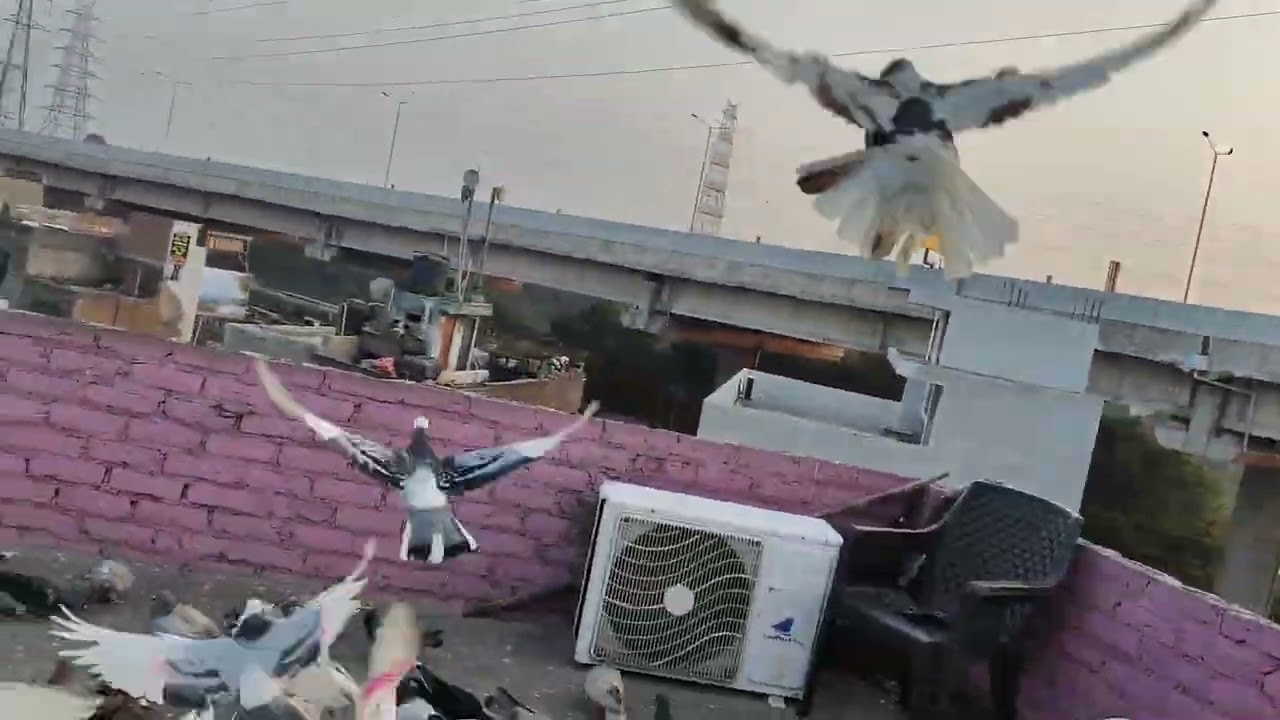 शोक की वीडियो 