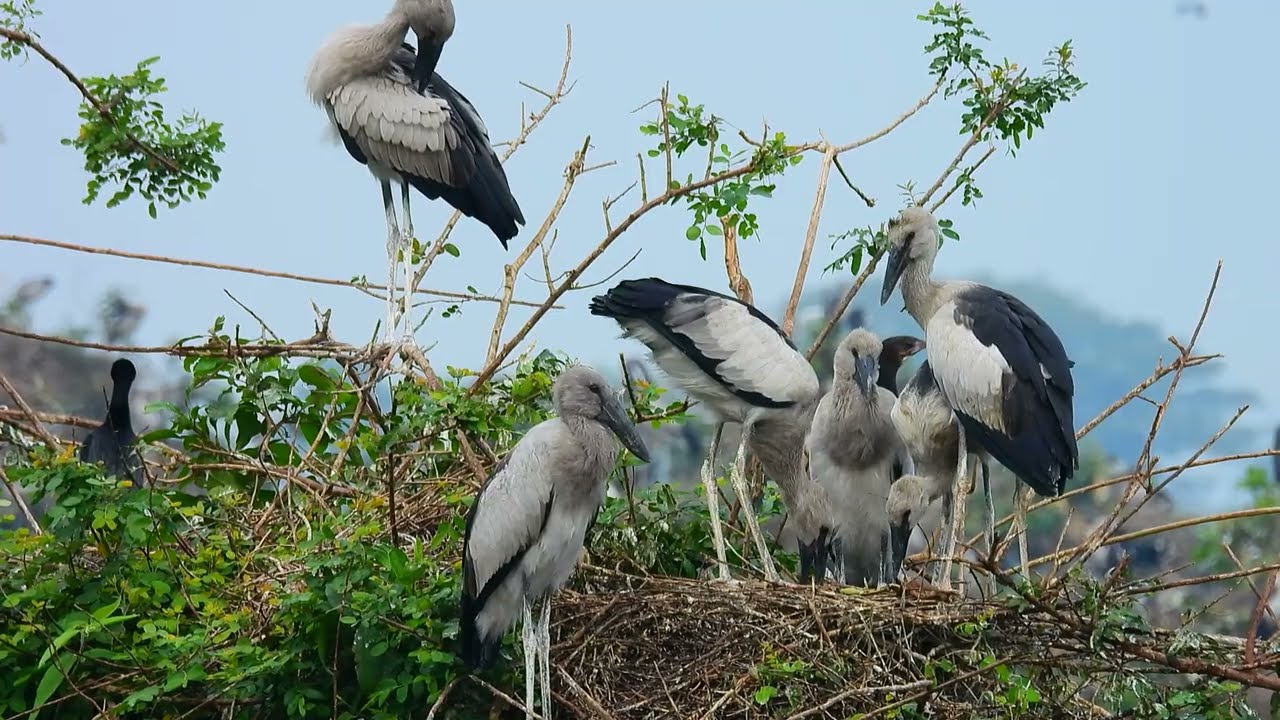 A Peaceful Bird Sanctuary Celebrating Nature, Conservation, and Winged Wildlife 077