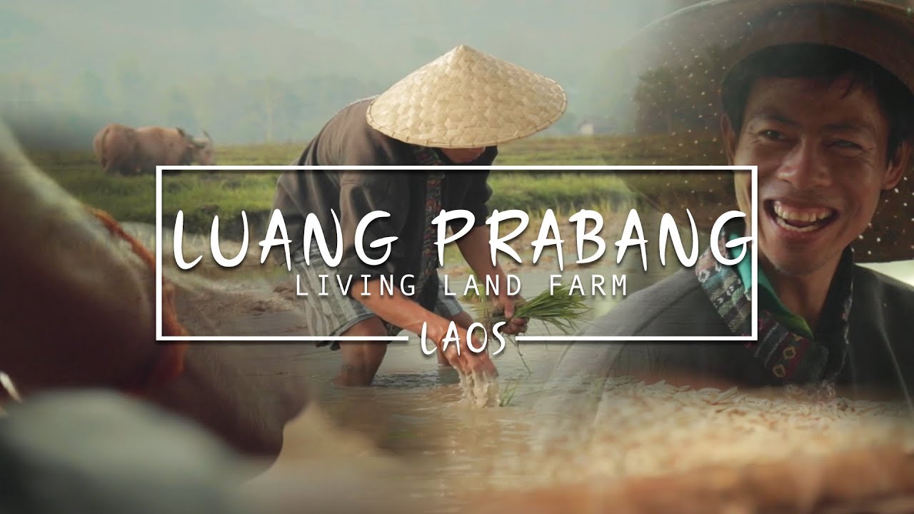 Discover - The Living Land Farm, Luang Prabang (Rice Experience)