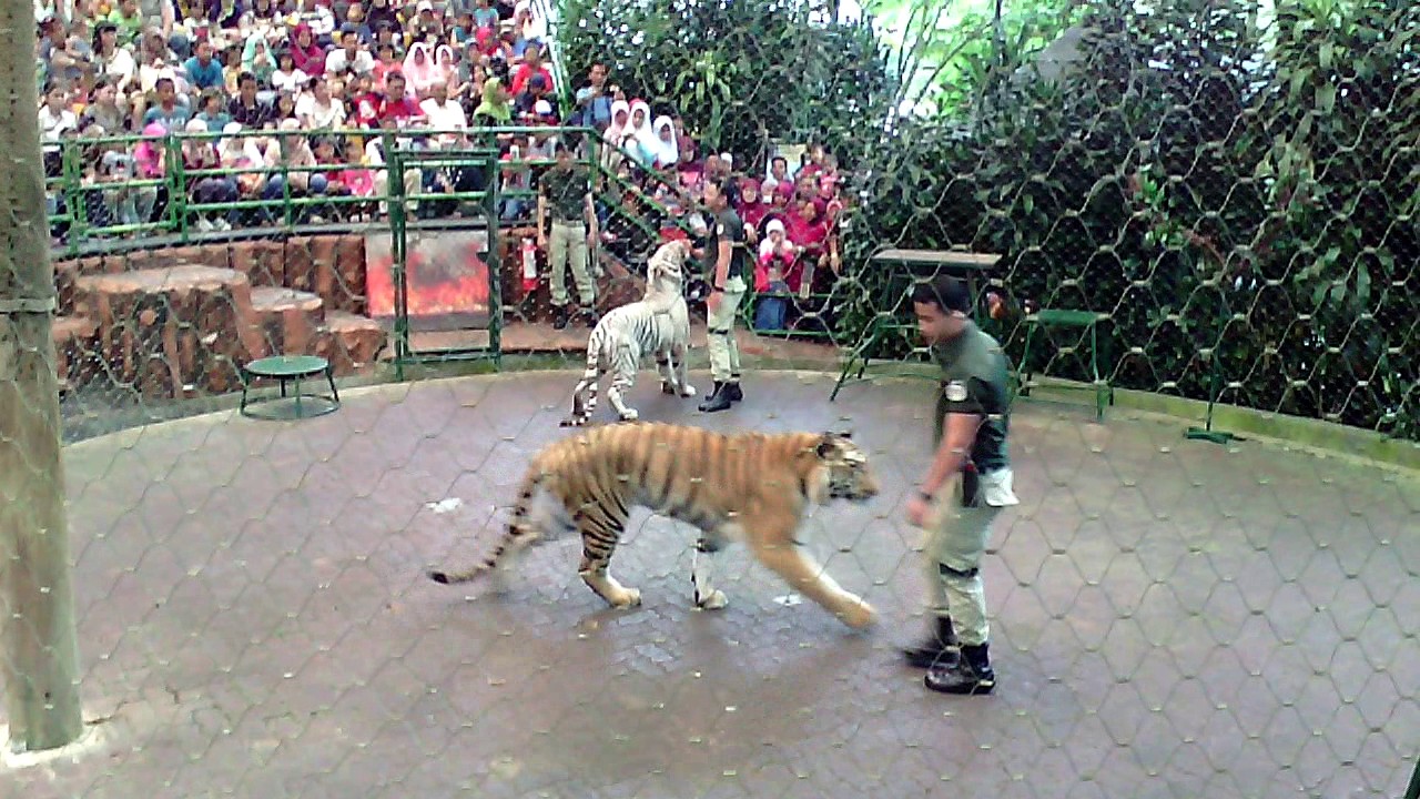awesome tiger show and education taman safari indonesia - YouTube