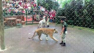 awesome tiger show and education taman safari indonesia