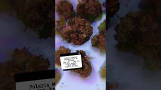 Polaris Mimosa Orange Punch by Upstate UK Medical Cannabis Flower Review