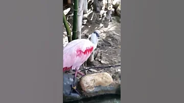 Розовая цапля с квадратным клювом🥰🦋 Pink heron with square nose 💞