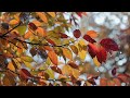 Relaxing Music for Stress Relief - Rain Sounds &amp; Soft Piano Music - Calming, Study, Peaceful, Sleep