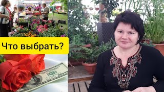видео: Цветочный БИЗНЕС: холодный РАСЧЕТ или УДОВОЛЬСТВИЕ? картинка: Цветочный БИЗНЕС: холодный РАСЧЕТ или УДОВОЛЬСТВИЕ?