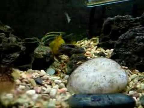 Cichlid fish mating ritual - YouTube