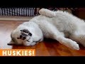 The Funniest and Cutest Husky Compilation of 2018 | Funny Pet Videos