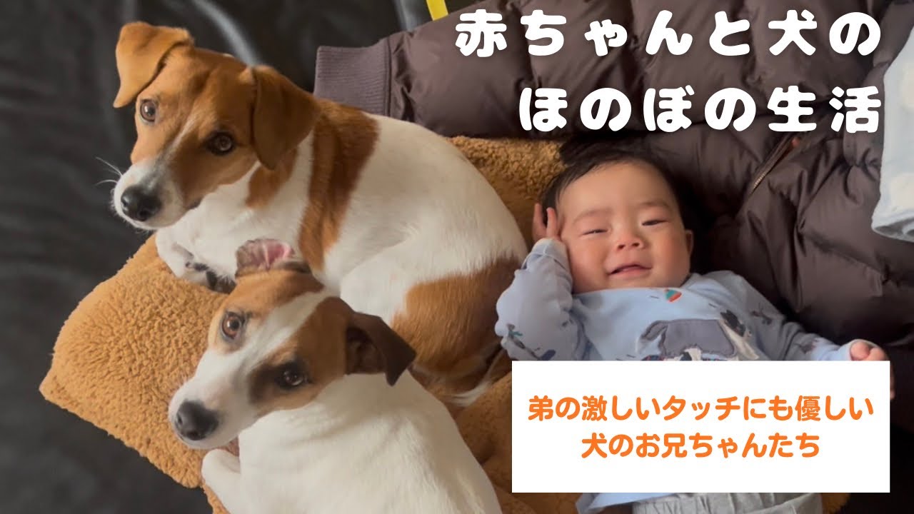【ほのぼの】赤ちゃんと犬の暮らしの日常でスローな時間を過ごした日
