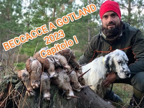 BECCACCE A GOTLAND 2023 - Capitolo I - Woodcock in Gotland 2023 🐶🐓✅🇸🇪