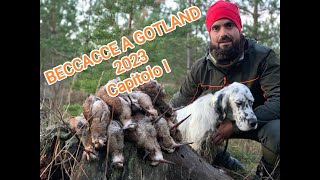 BECCACCE A GOTLAND 2023  Capitolo I  Woodcock in Gotland 2023 ✅