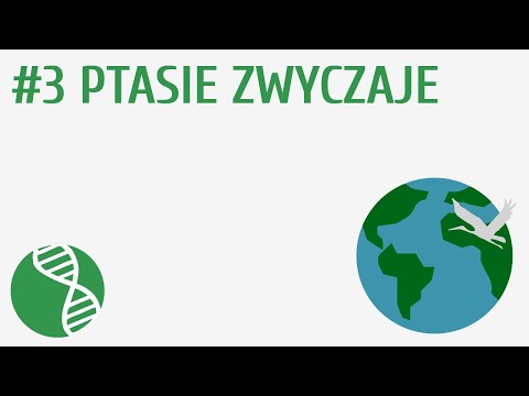 Wideo: Mózg ptaków i jego cechy