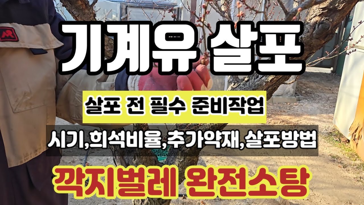 기계유 방제 시기,과정,희석비율,방법. 깍지벌레 확실히 소탕하고 월동해충 차단하기