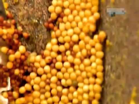 Video: Горчица порошогун кантип жасаш керек