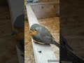 Спасение маленькой пташки